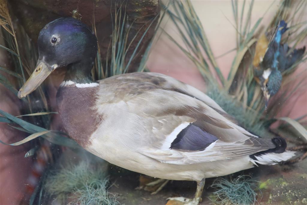 A taxidermic heron in display case